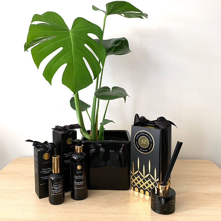 Monstera Deliciosa House Plant Gift Bundle NZ