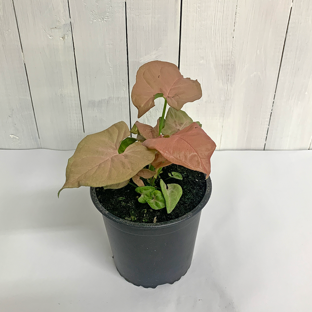syngonium neon south island delivery