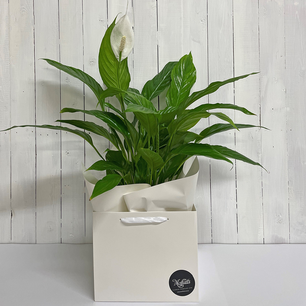 buy indoor plants peace lily online chch