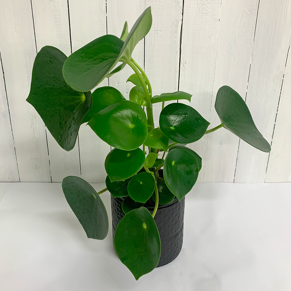 peperomia polybotrya house plant moffatts christchurch