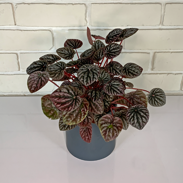 peperomia caperata red house plant