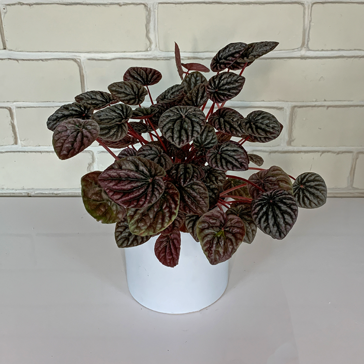 peperomia caperata red indoor plant for sale