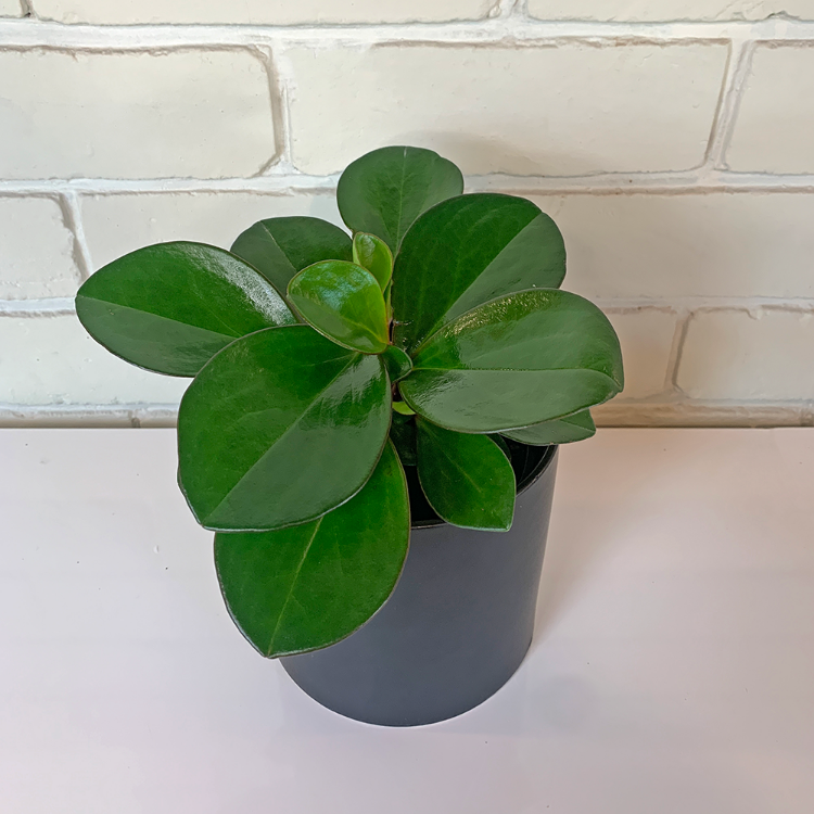 Peperomia Obtusifolia Red Edge House Plant
