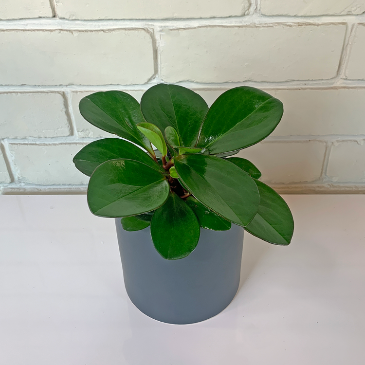 Peperomoia Obtusifolia Red Edge Indoor Plant