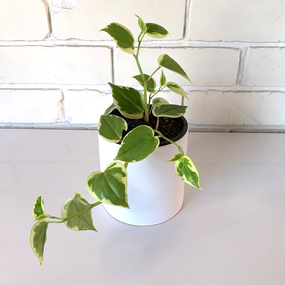 buy indoor plants online nz