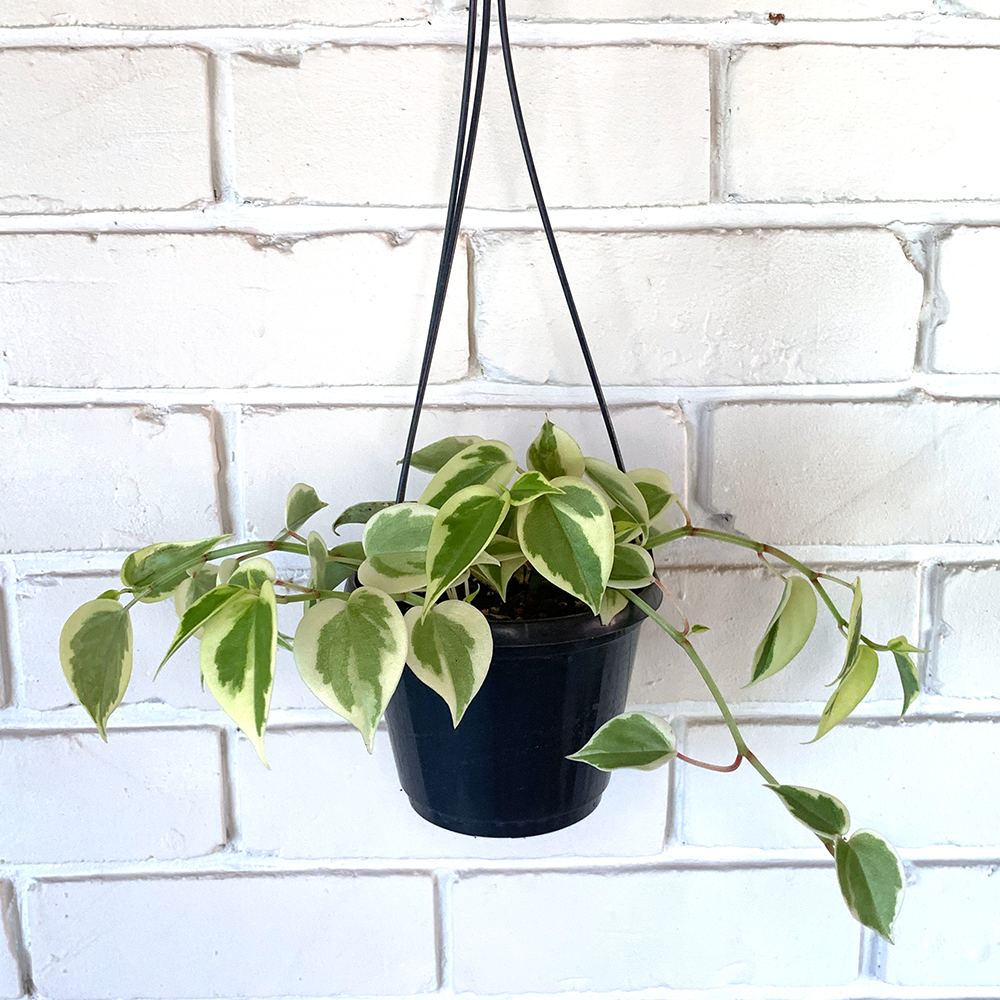 peperomia scandens variegated 