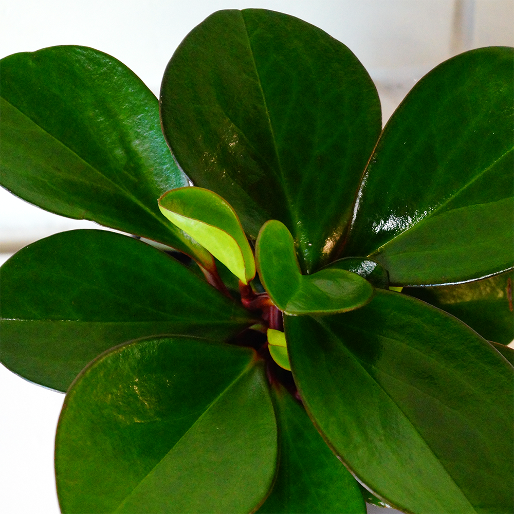 peperomia house plant
