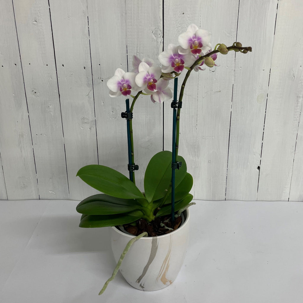 Pink double Phalaenopsis orchid in pot gift