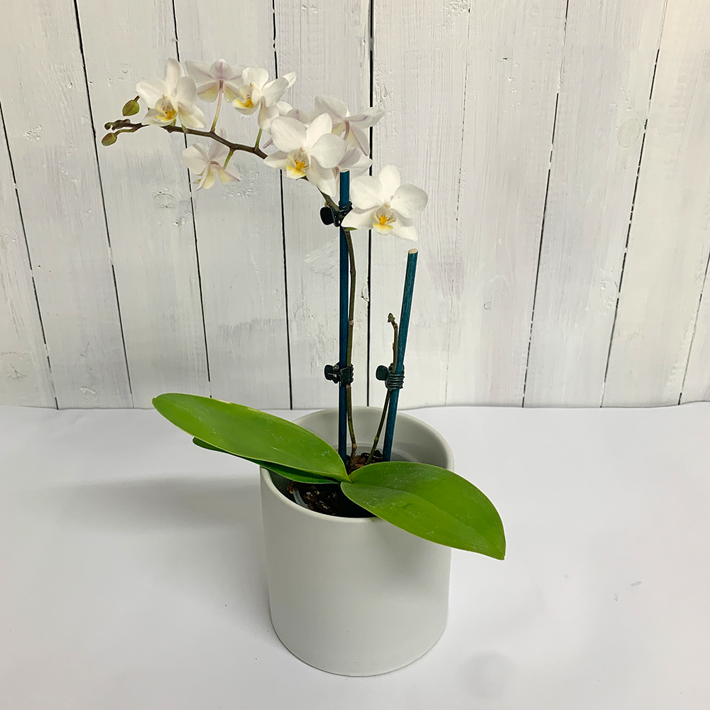 White Phalaenopsis Orchid in pot