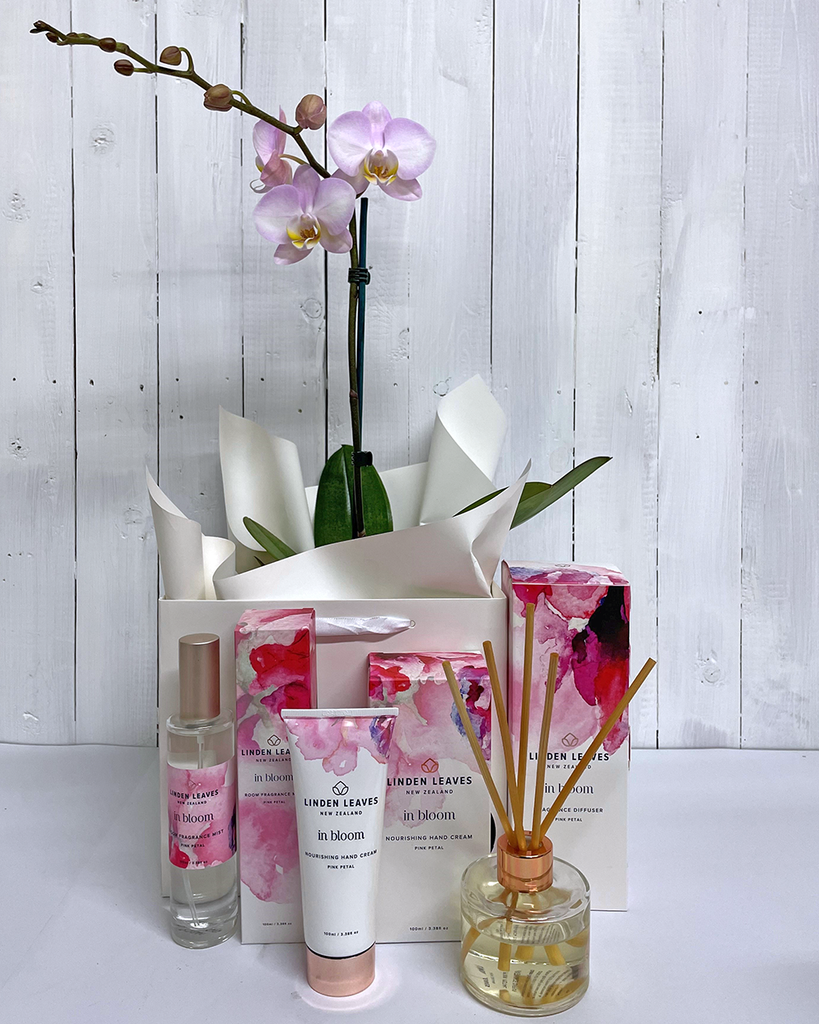 Phalaenopsis Orchid Gift Pack NZ