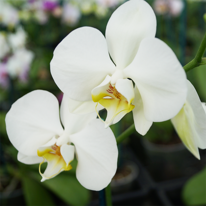 White phalaenopsis orchid in ceramic pot Christchurch NZ