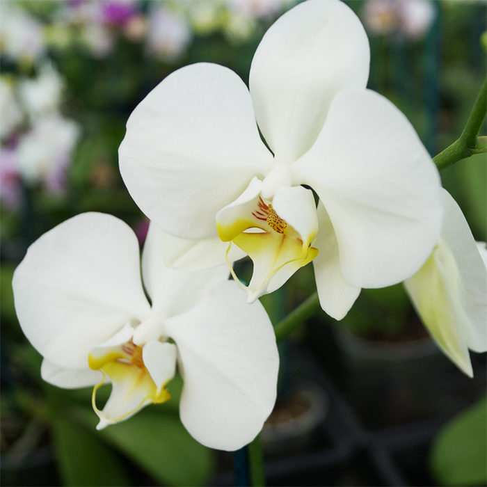 White Phalaenopsis Orchid nz