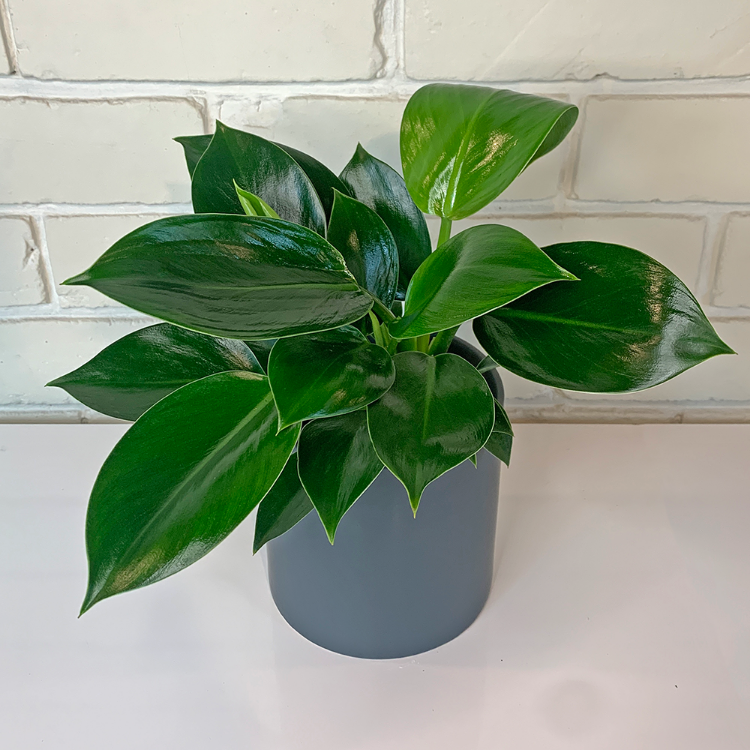 Philodendron Green Princess in Ceramic Pot
