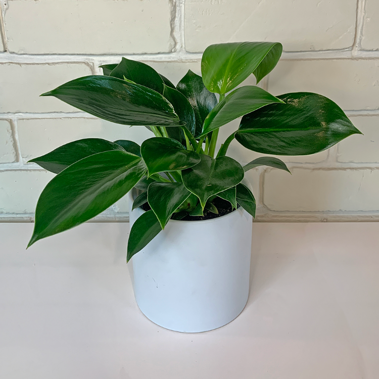philodendron green princess large Philodendron Green Princess | New Zealand | Buy Indoor Plants Online – Moffatt's Flower Company