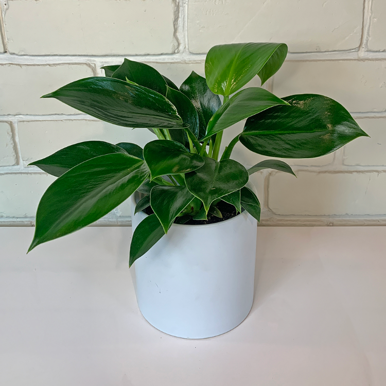 Philodendron Green Princess in white pot