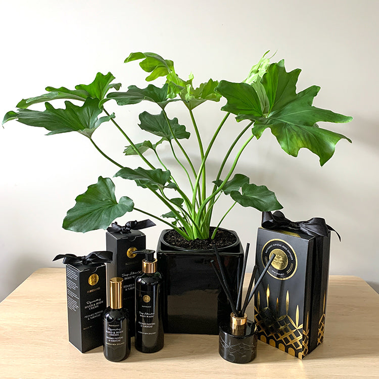 Philodendron Hope Gift Bundle Mothers Day