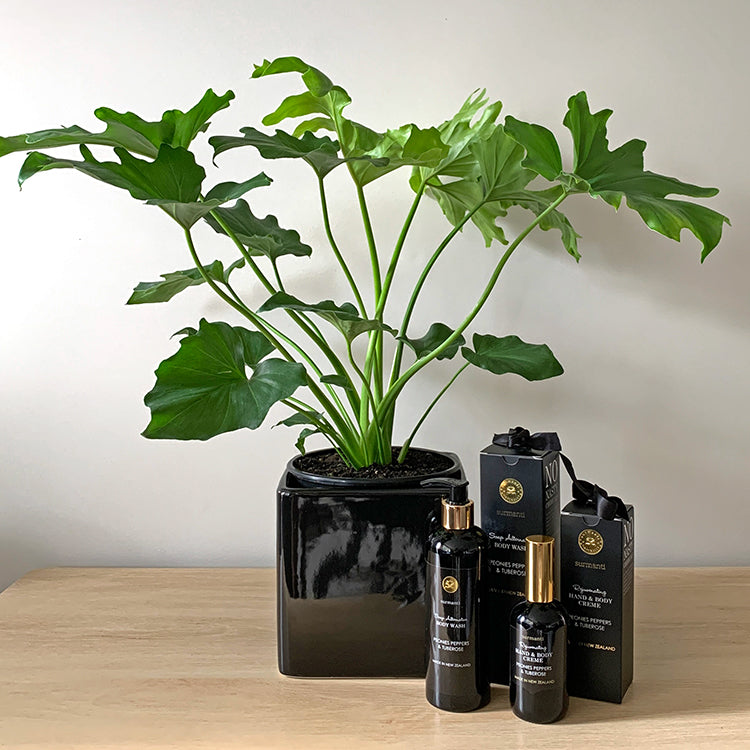 Philodendron Hope House Plant Gift Bundle