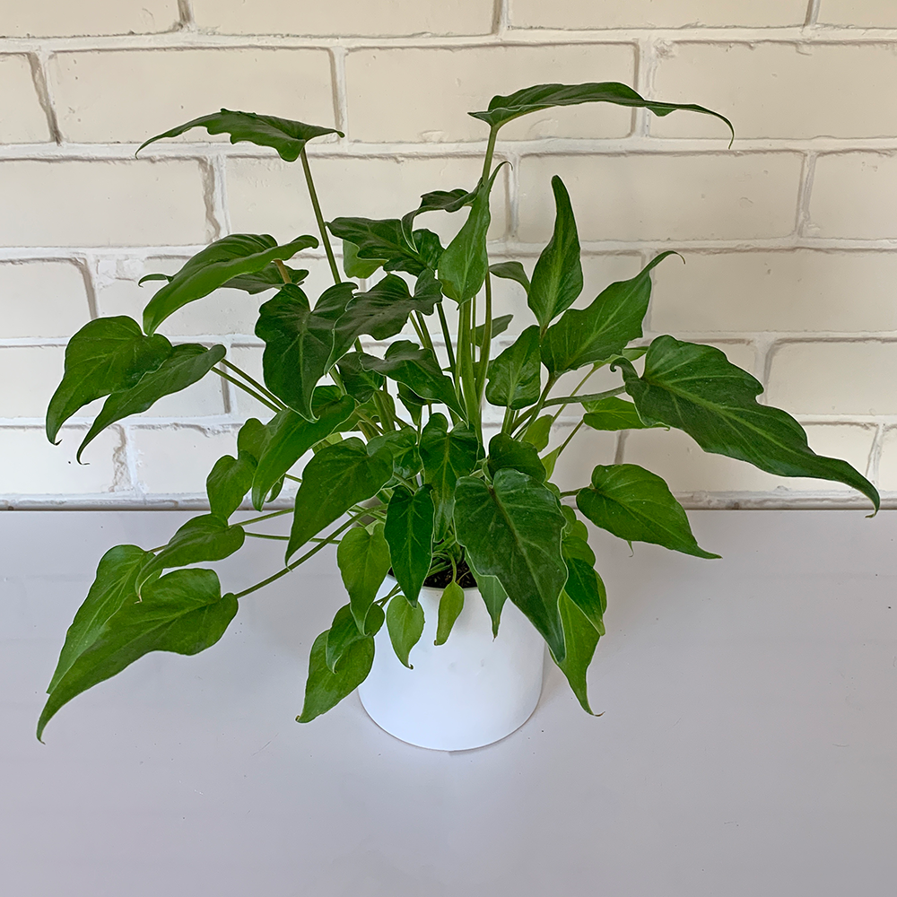 Philodendron Xanadu