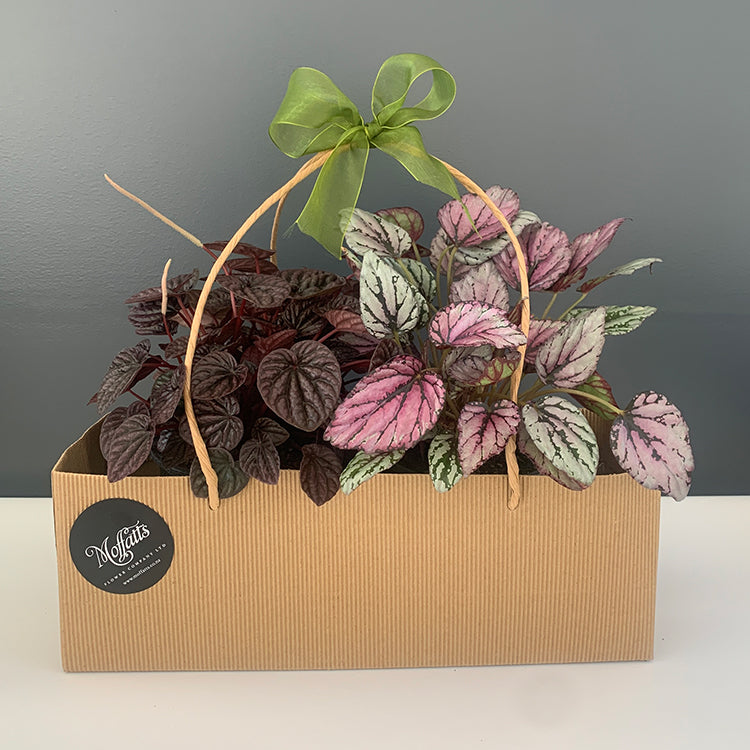 NZ House Plant Starter Pack - Purple Plants