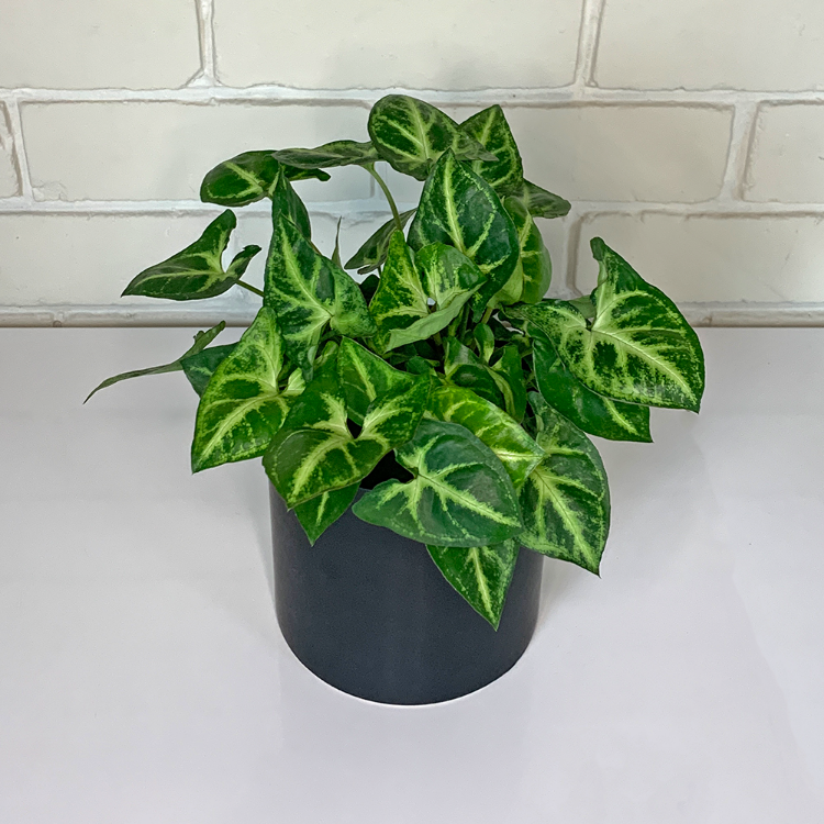 Syngonium Indoor Plant