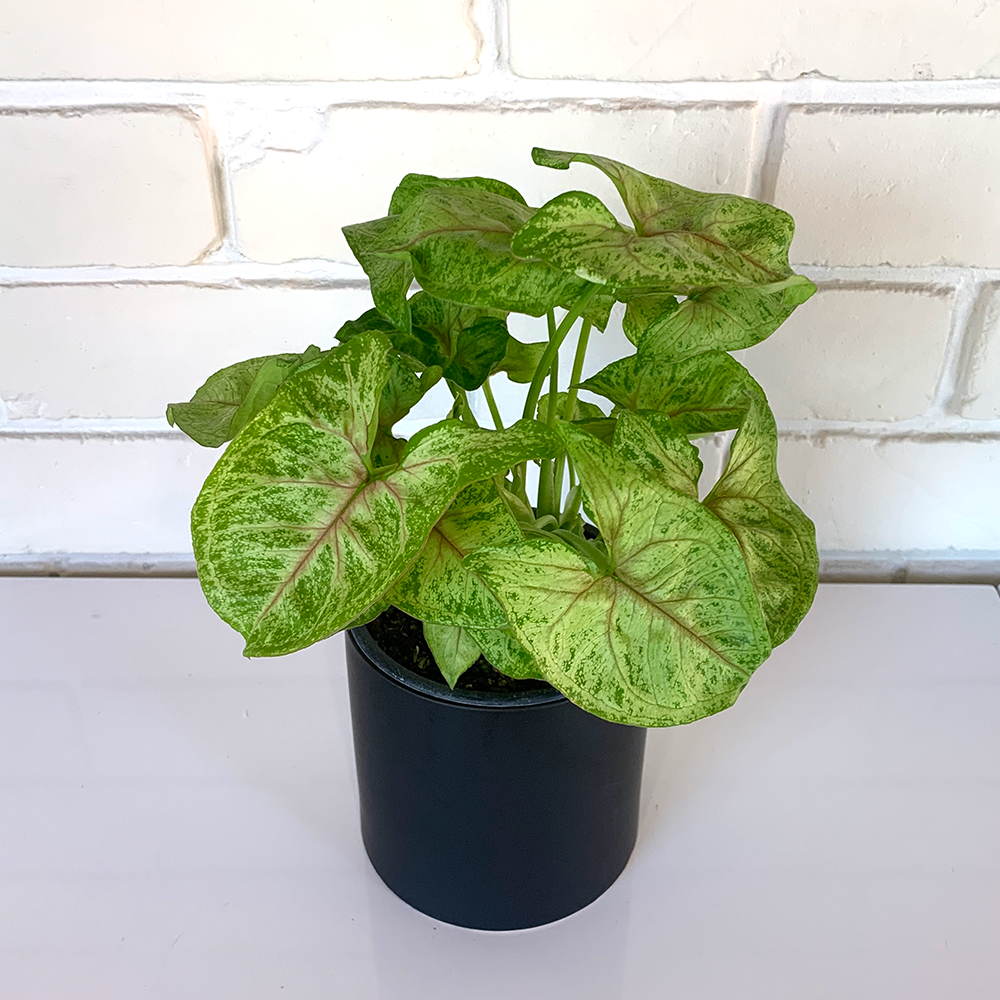 Syngonium in Ceramic Pot Indoor House Plants New Zealand Delivery