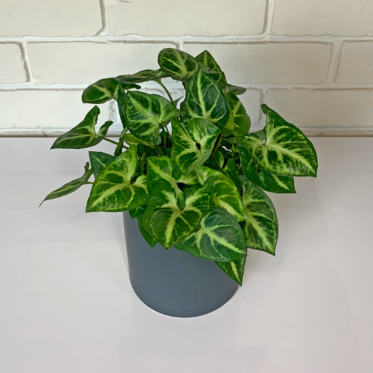 Buy Syngonium House Plant in Pot