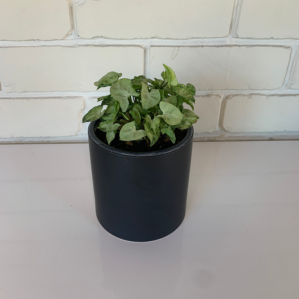 Buy Indoor Plants Online NZ Moffatts Flower Company New Zealand