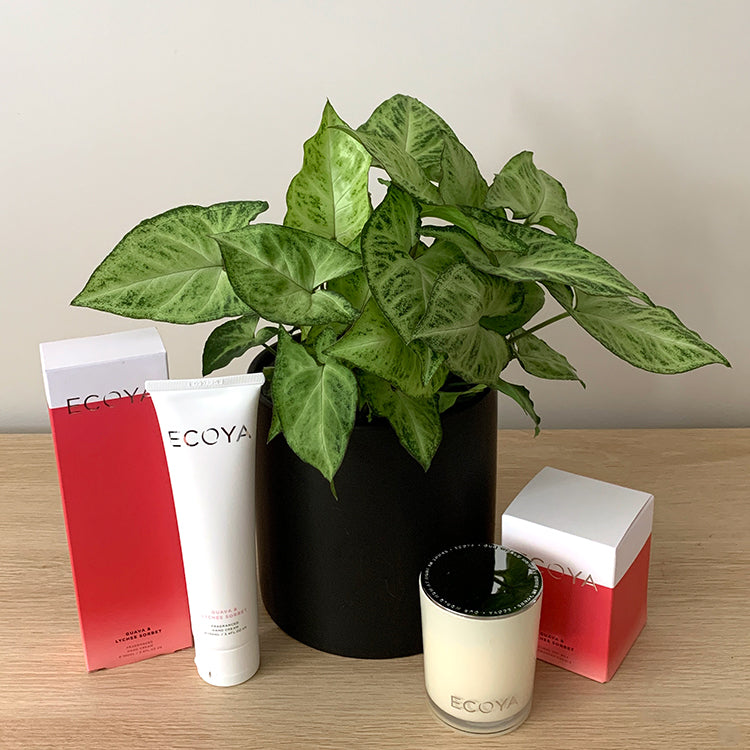 Syngonium House Plant Gift Bundle NZ