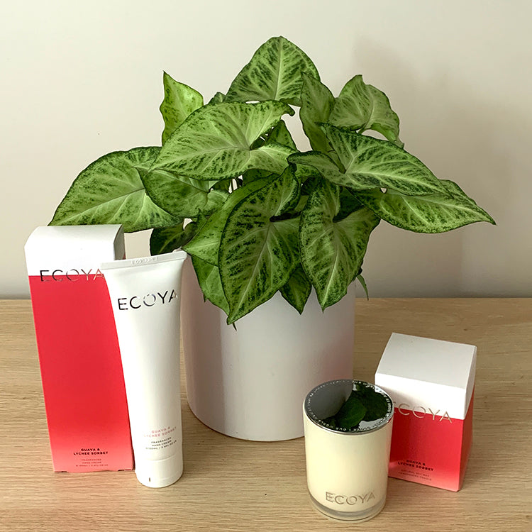 Syngonium House Plant Gift Bundle NZ