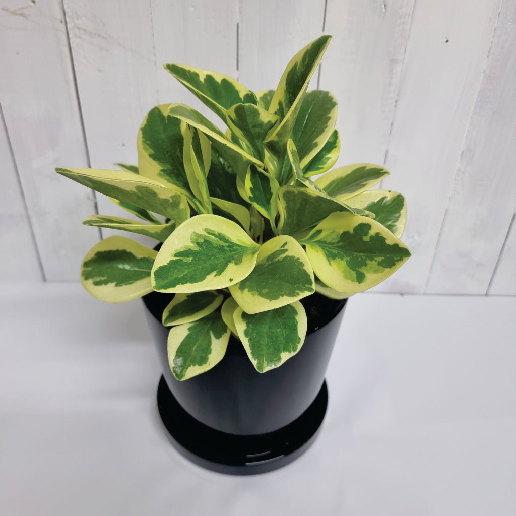 Variegated Peperomia houseplant easy care
