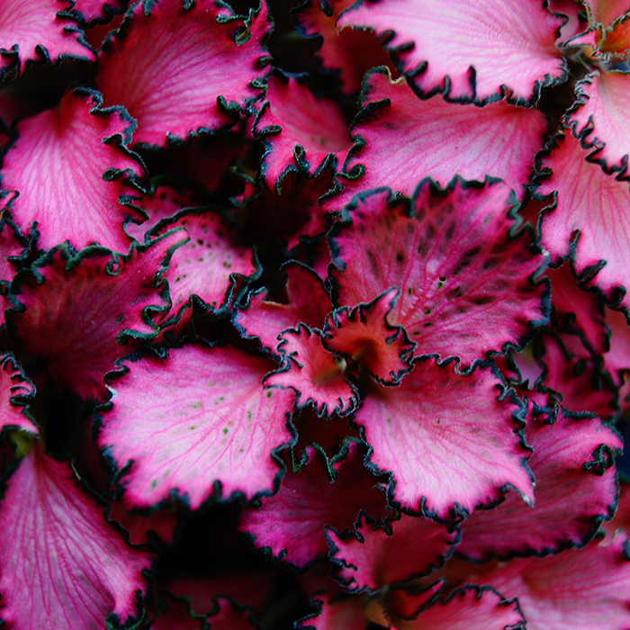 pink indoor plants nz Fittonia verschaffeltii (green) | Indoor Plant | Nationwide Delivery – Moffatt's Flower Company