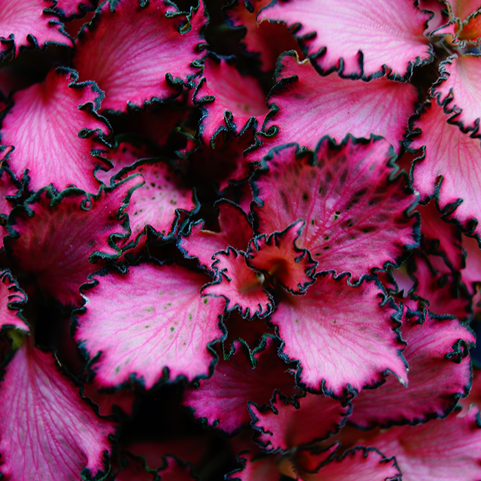 Fittonia pink houseplant