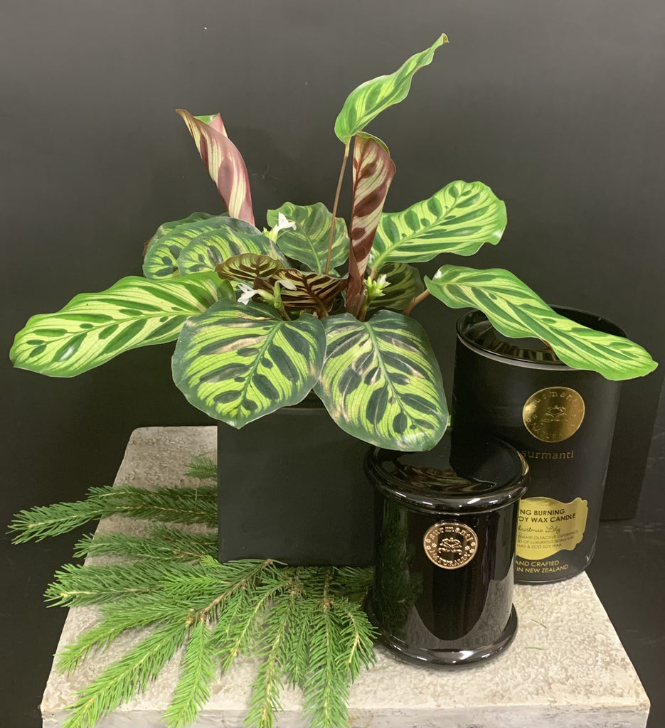 Calathea Houseplant Christmas Lily Candle Moffatts online gifts