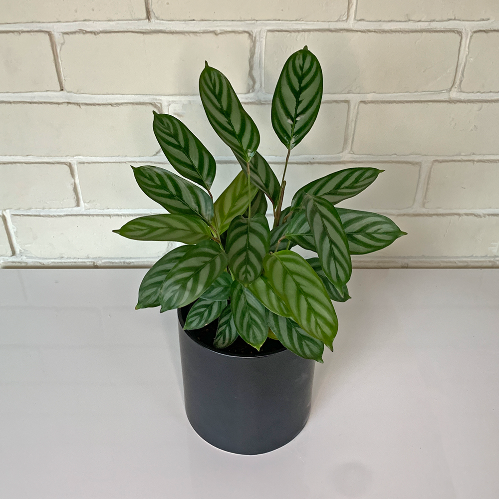 Calathea Louisae house plant in black pot chch