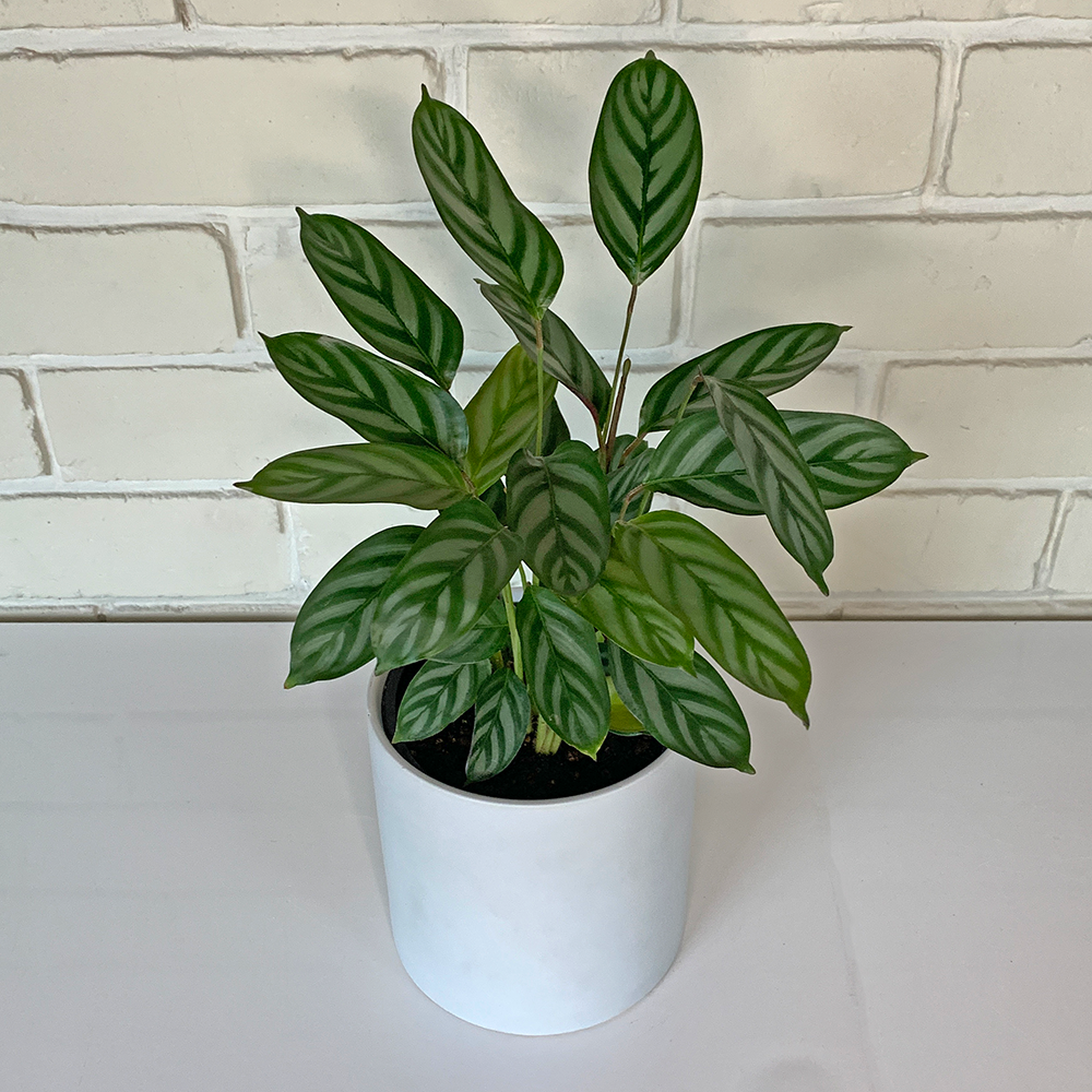 Calathea Louisae in white pot south island delivery