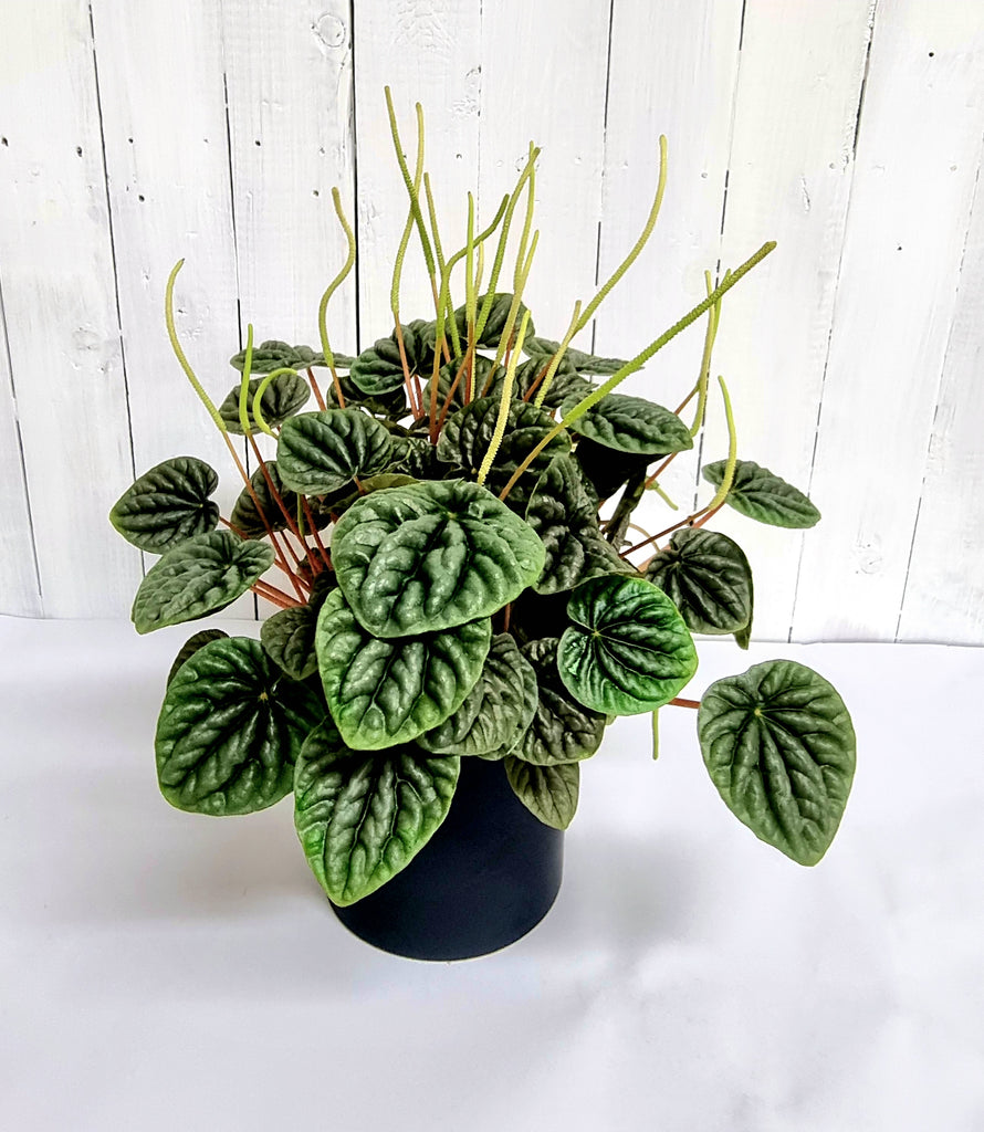 Peperomia Caperata in black pot for sale chch