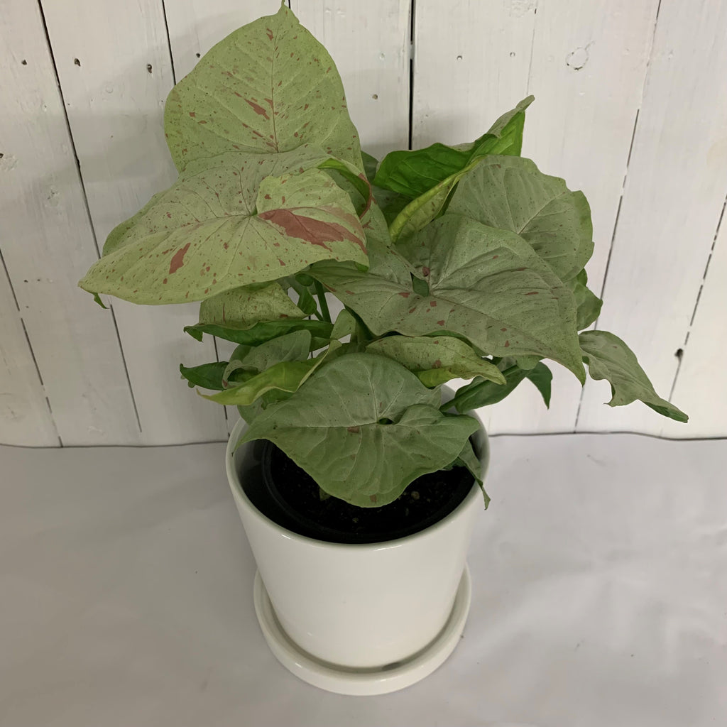 syngonium confetti for sale moffatts