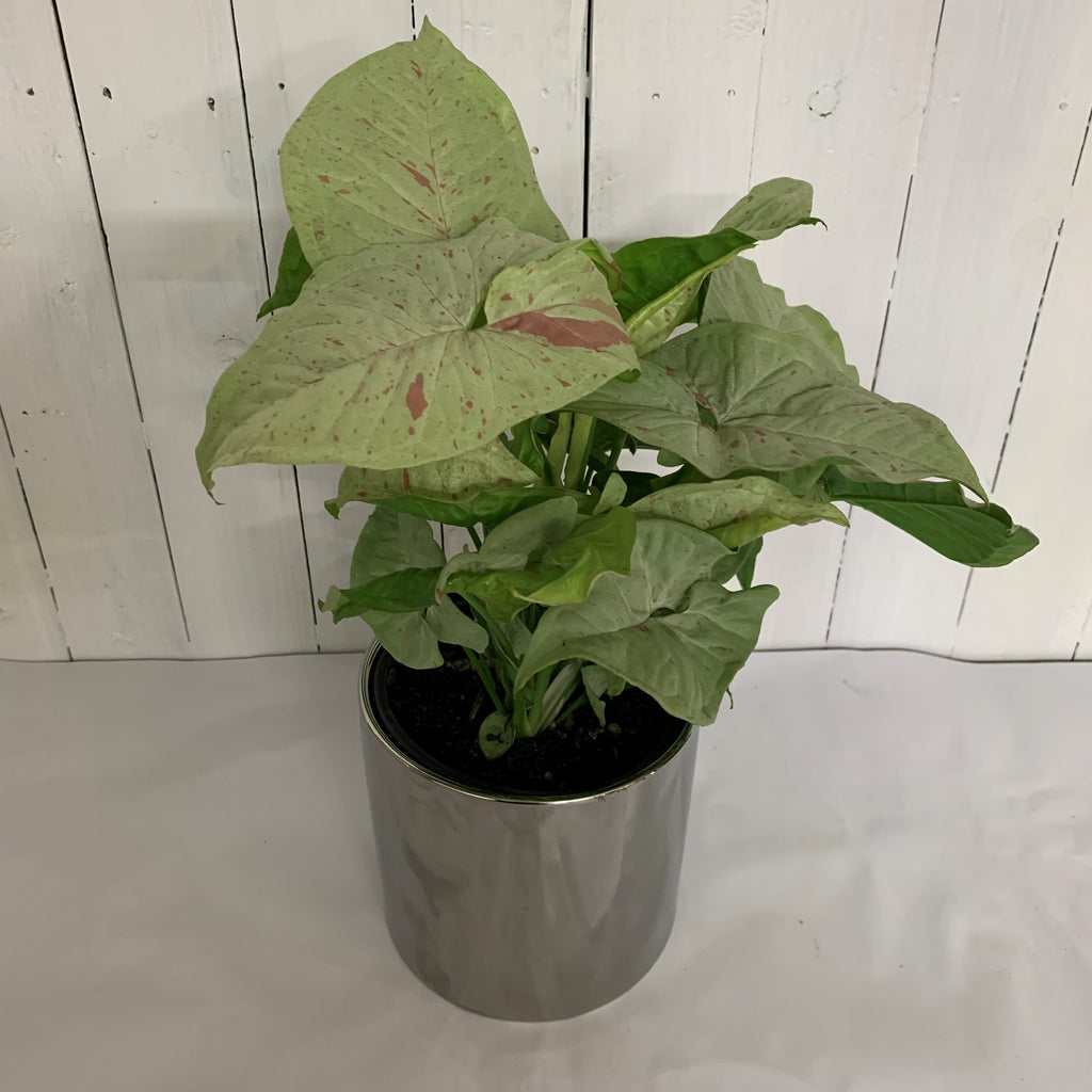 syngonium confetti for sale christchurch