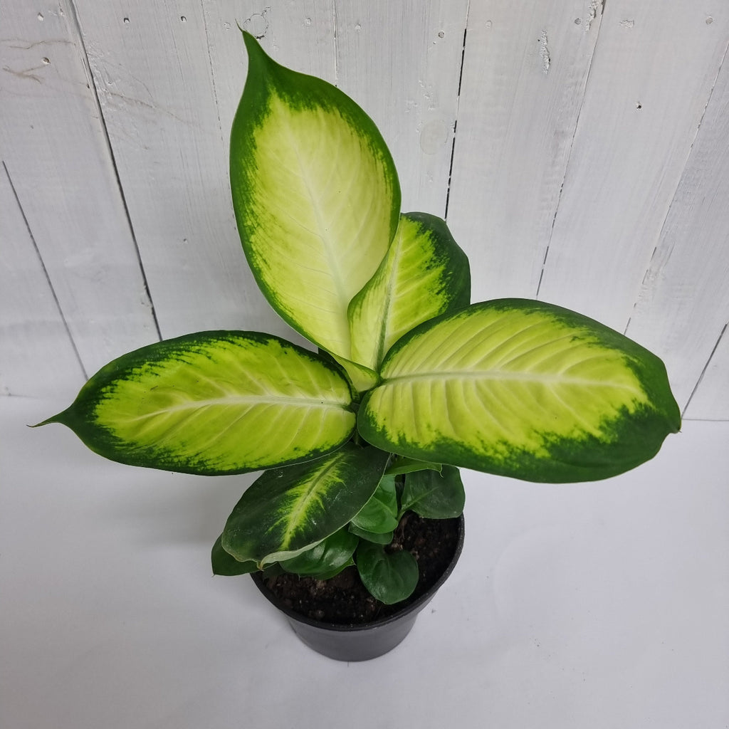 dieffenbachia Marianne online Moffatts houseplant south island delivery