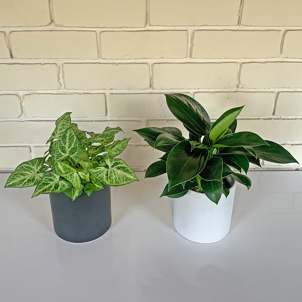 easy care house plants nz