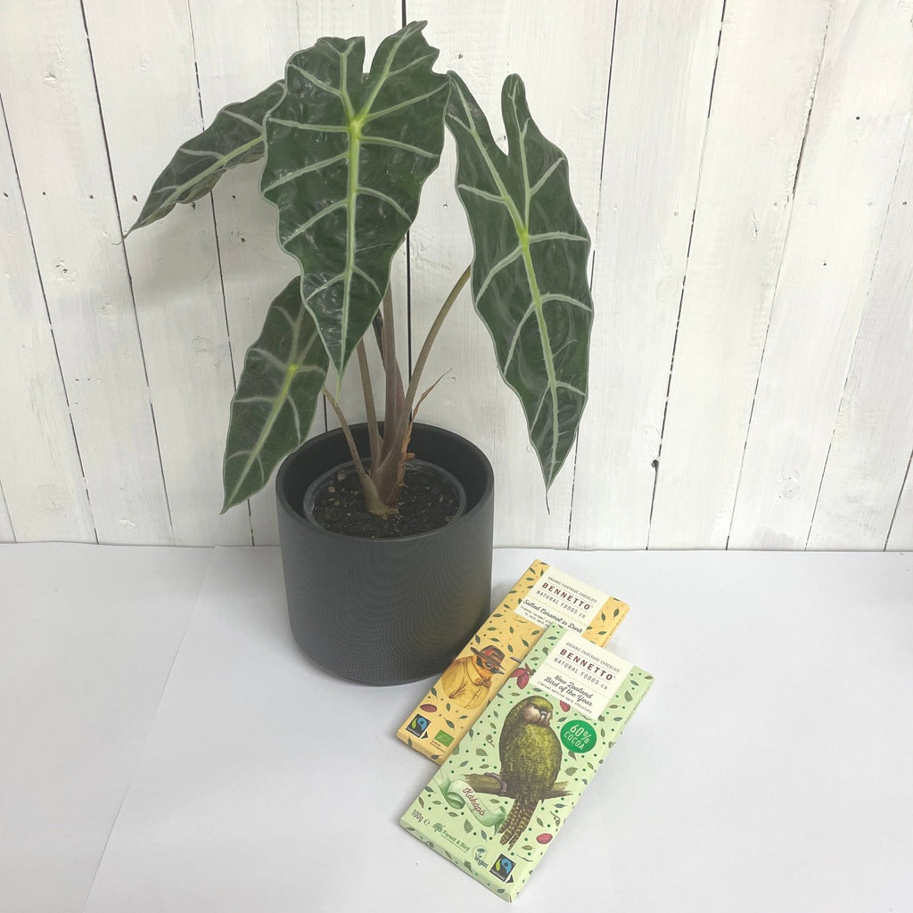 Alocasia Dwarf houseplant gift online moffatts south island