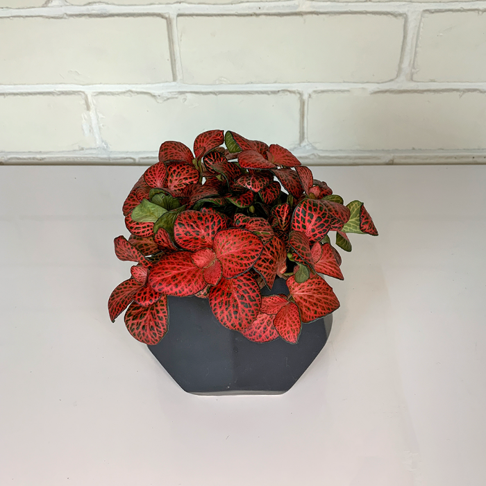 fittonia house plant in black ceramic pot