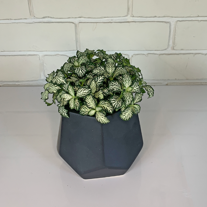 nerve plant in black pot