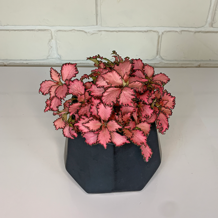 pink indoor plants nz Fittonia verschaffeltii (green) | Indoor Plant | Nationwide Delivery – Moffatt's Flower Company