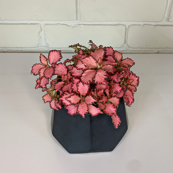 fittonia nerve plant in black pot