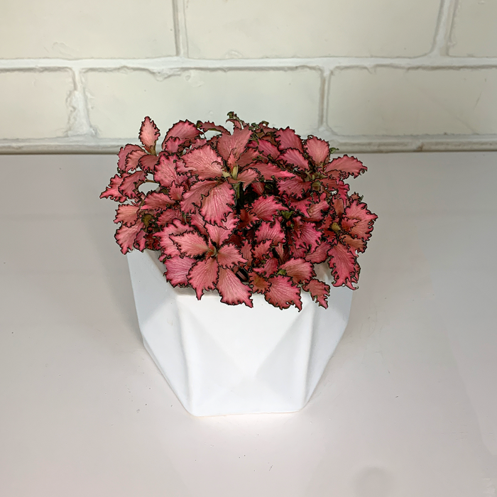 fittonia mosaic plant in white pot