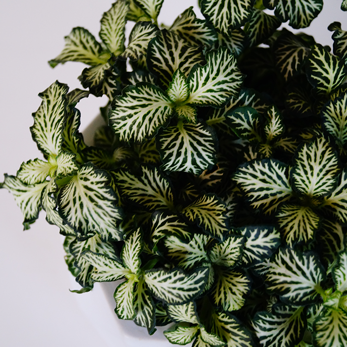 Fittonia nerve plant for sale