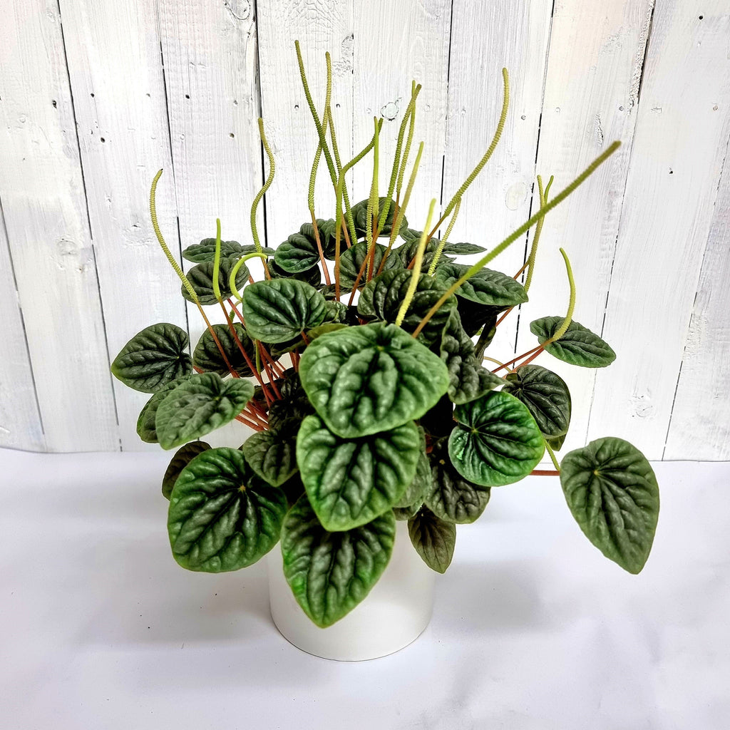 Buy Peperomia Caperata in pot online