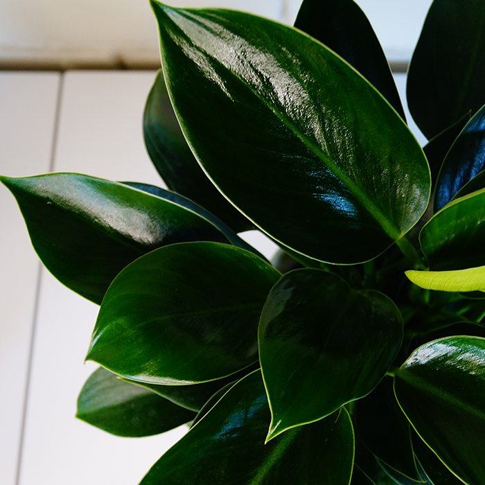 philodendron green princess chch