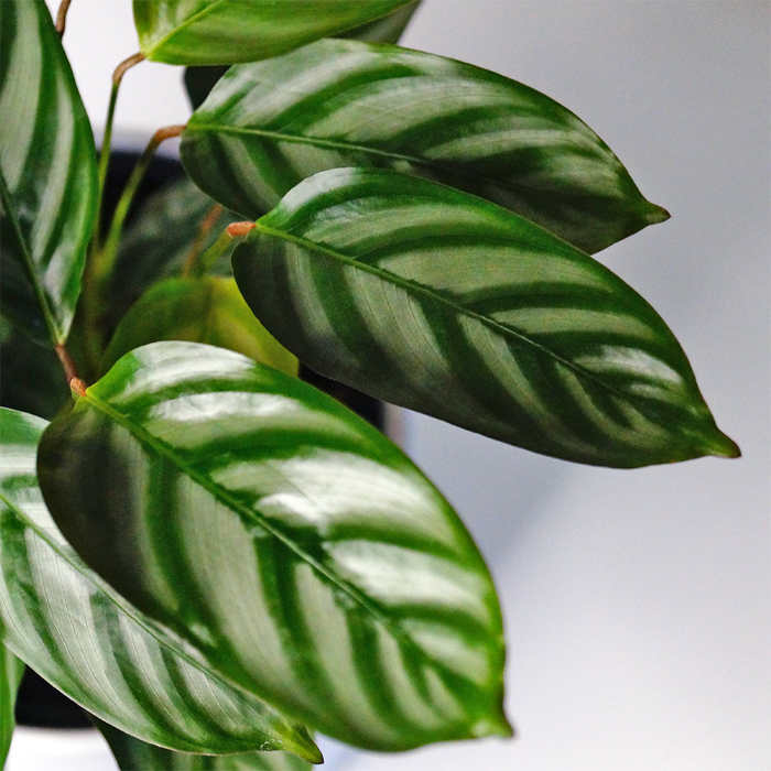 calathea louisae house plant close up of leaf